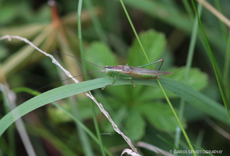 BUSH CRICKET LONG-WINGED CONHEAD (Conocephalus fuscus)